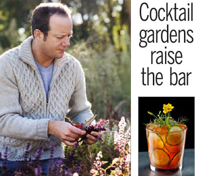 Cocktail garden design