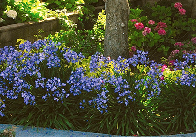 ground cover plants